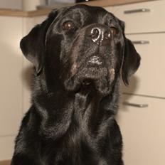 Labrador retriever Cody (Himmelhund)