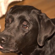 Labrador retriever Cody (Himmelhund)