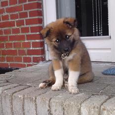 Islandsk fårehund Malou