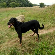 Beauceron Woodt Light Blance