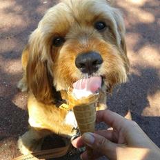 Blanding af racer Arthur