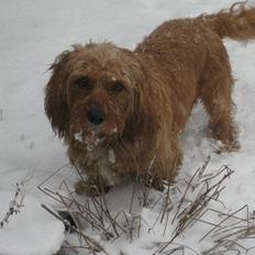 Blanding af racer Arthur