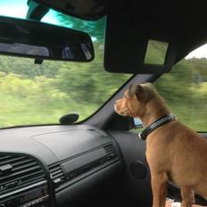 Staffordshire bull terrier Bailey (Whoopie pie) Torvdal