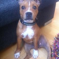 Staffordshire bull terrier Bailey (Whoopie pie) Torvdal