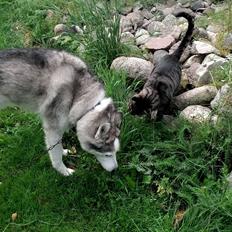 Blanding af racer Simba