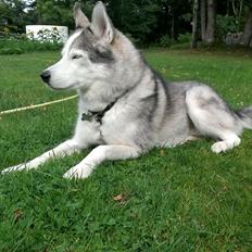 Blanding af racer Simba