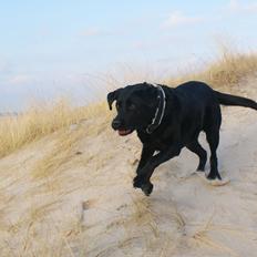 Labrador retriever Sasha