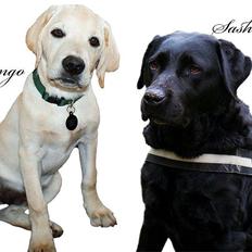 Labrador retriever Sasha