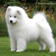 Samojedhund Cabaka's Turn It Up -"Turner"