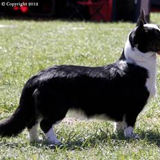 Welsh corgi cardigan Vistruphus Debbie