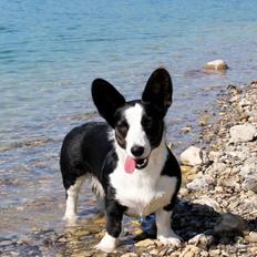 Welsh corgi cardigan Vistruphus Debbie