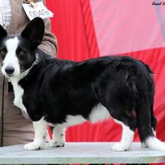 Welsh corgi cardigan Vistruphus Debbie