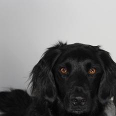 Blanding af racer Vaks