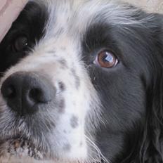Engelsk springer spaniel Simba