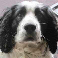 Engelsk springer spaniel Simba