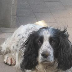 Engelsk springer spaniel Simba