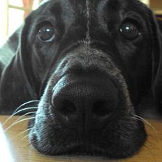 Blanding af racer Alou