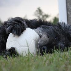 Blanding af racer Snuffe