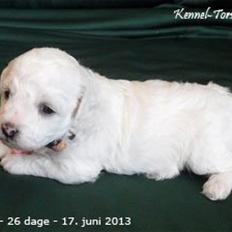 Bichon à poil frisé Torshøj's Gaby