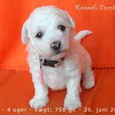 Bichon à poil frisé Torshøj's Gaby