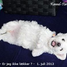 Bichon à poil frisé Torshøj's Gaby