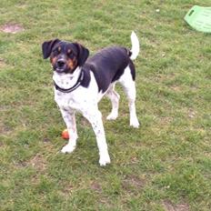 Dansk svensk gaardhund Oscar