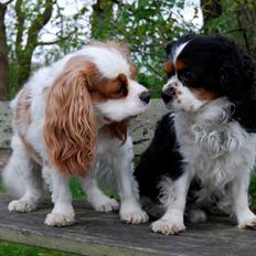 Cavalier king charles spaniel Valde