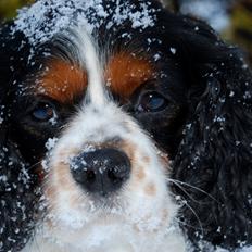 Cavalier king charles spaniel Valde