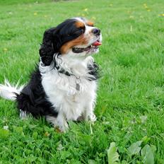 Cavalier king charles spaniel Valde