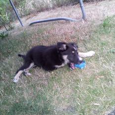 Blanding af racer Baloo