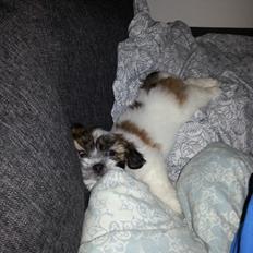 Lhasa apso Bibi Friis 