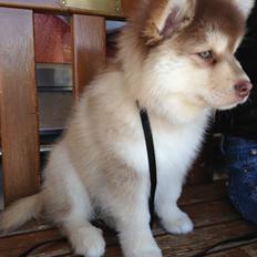 Finsk lapphund Cody  (Almlieds Isaac)