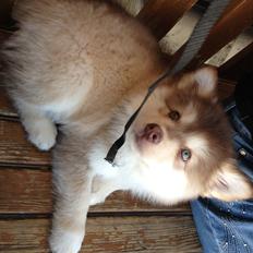 Finsk lapphund Cody  (Almlieds Isaac)