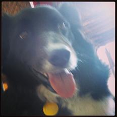 Border collie Figue
