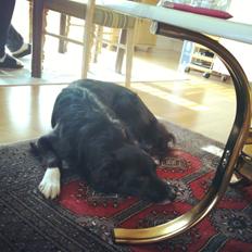 Border collie Figue