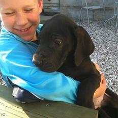 Grand danois Diva R. I.P min smukke engel <3