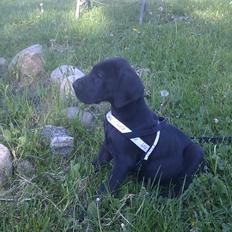 Grand danois Diva R. I.P min smukke engel <3