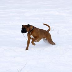 Boxer Skovhøjs Gaeia