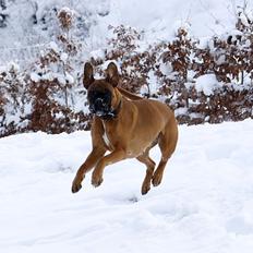 Boxer Skovhøjs Gaeia