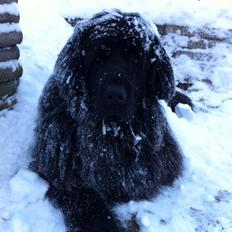 Newfoundlænder Bamse