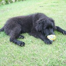 Newfoundlænder Bamse