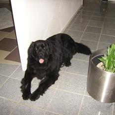 Newfoundlænder Bamse