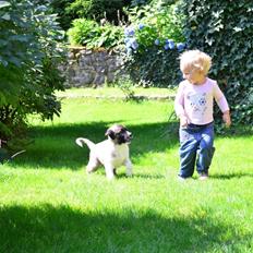 Anatolsk hyrdehund Humarim