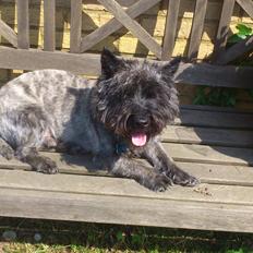 Cairn terrier Whiskey