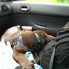 Labrador retriever Cody