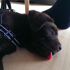 Labrador retriever Cody