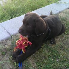 Labrador retriever Cody