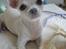 Chihuahua Shiro ("Hvid" på Japansk)