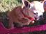 Chihuahua Frontrunners Ready To Play - Ready