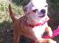 Chihuahua Frontrunners Ready To Play - Ready